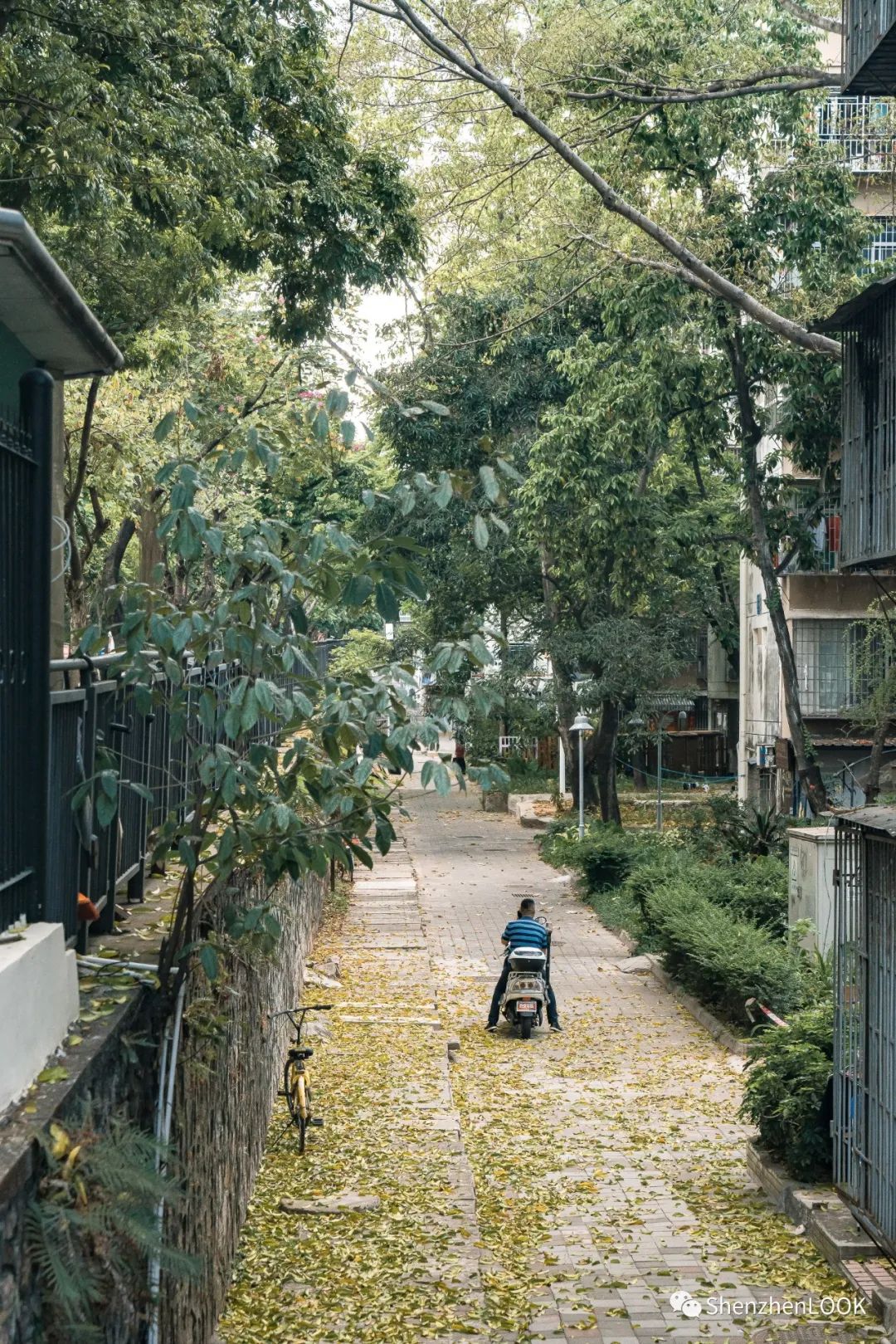 LOOK|这，就是园岭