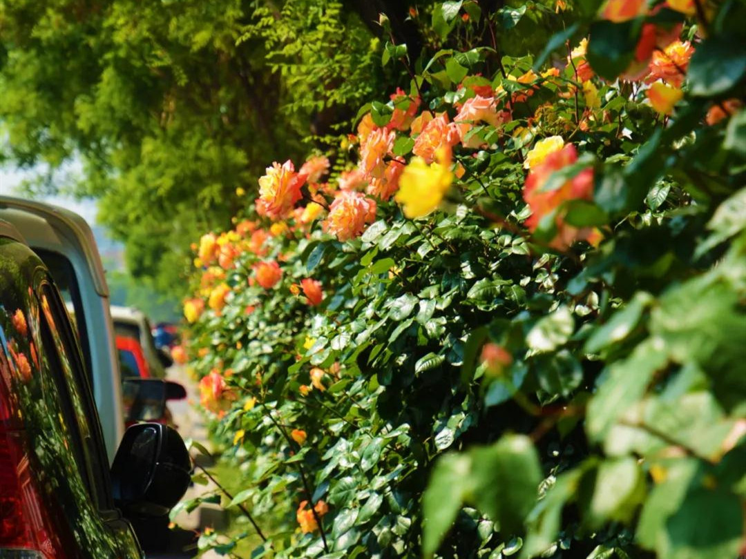 月季花开美的让人陶醉,青州市月季花节