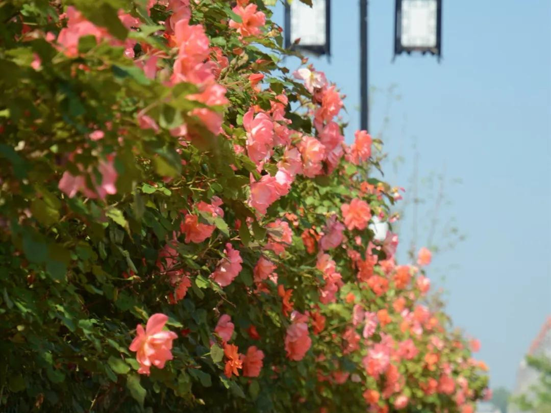 月季花海惊艳了初夏处处花开,月季花海芬芳醉人