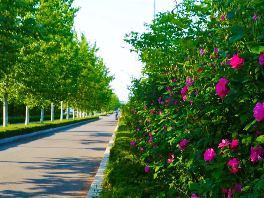 月季花开美的让人陶醉,青州市月季花节