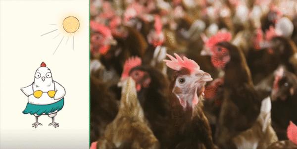 超市的鸡蛋上为什么没有屎,超市鸡蛋表面有屎好还是没有屎好