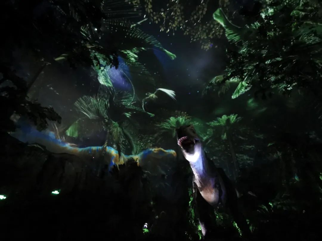 最新广州长隆野生动物园南门攻略,广州长隆动物园的白虎简介