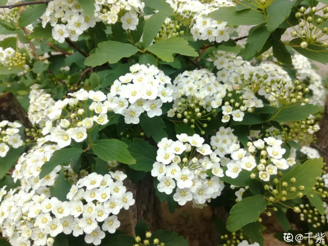 绿道科普展,绿道科普看初夏街头满目芳菲