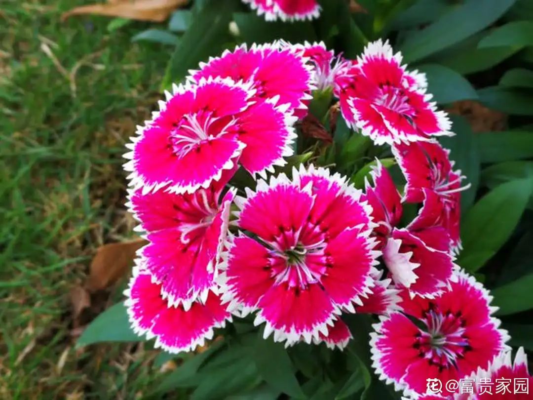 绿道有哪些科普,绿道花卉