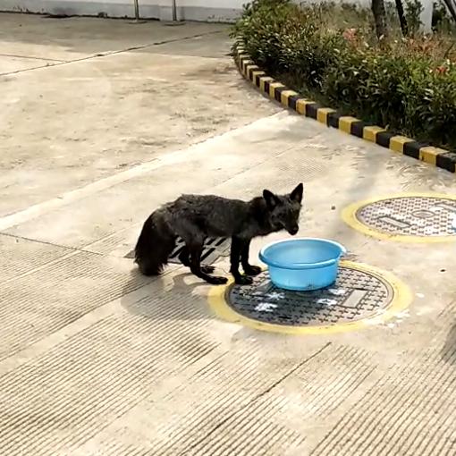 这样的鸟兽胖友圈，你见过吗？