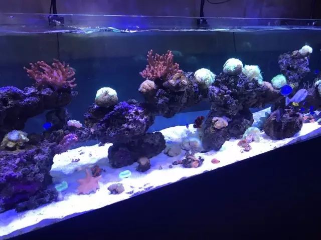 简易海缸开缸教程新手入门,海缸开缸适合养什么