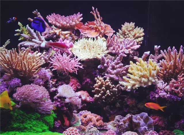 新手适合养哪种海缸,最简单的小海缸开缸教程新手入门