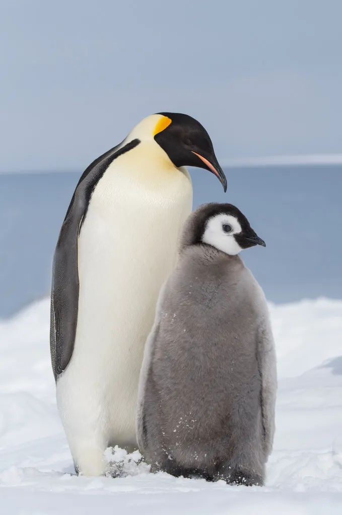 南极洲“绿雪”涌现,帝企鹅:泥土是什么?