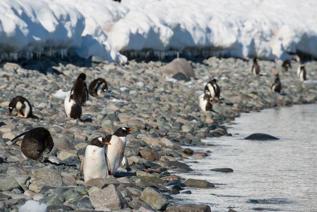 南极洲“绿雪”涌现,帝企鹅:泥土是什么?