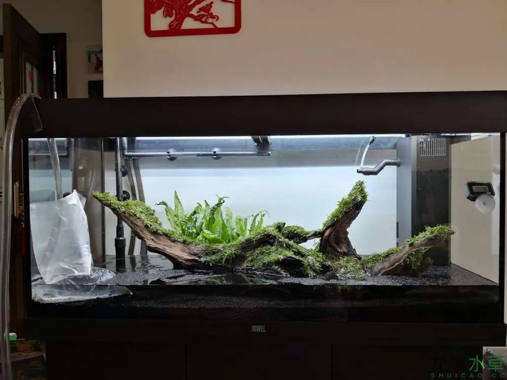 莫斯树草缸造景diy教程,不需要二氧化碳的草缸造景