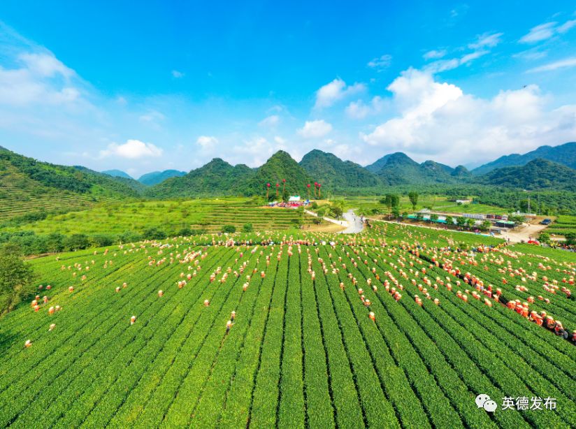 英德特产招牌,喜讯新兴一镇入选全国榜单