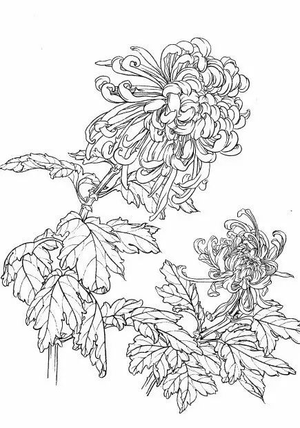 白描菊花国画如何上色,国画白描菊花图片大全