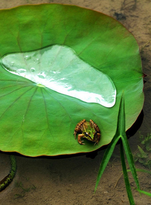 淮阳的荷花真美,又到了赏荷花的季节家门口的美景