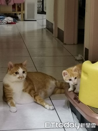 诡异“．．．”一路延伸窗帘天花板　猫奴望3皮蛋：怎么弄的