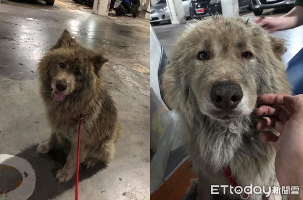 流浪萨摩耶蜕变,流浪萨摩耶全部视频