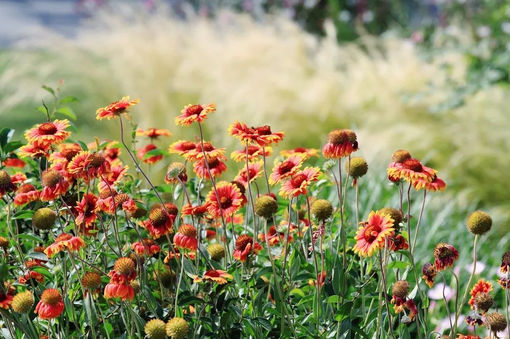 绝了，夏天一定请来这！松江要你眼“花”缭乱