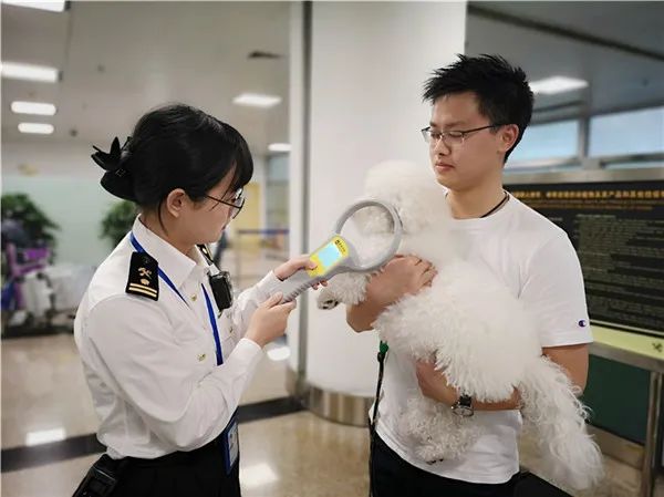 携带宠物出境需要办理哪些手续,携带宠物出境指南