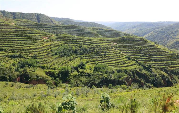 再造子午岭,再造一个子午岭有效吗