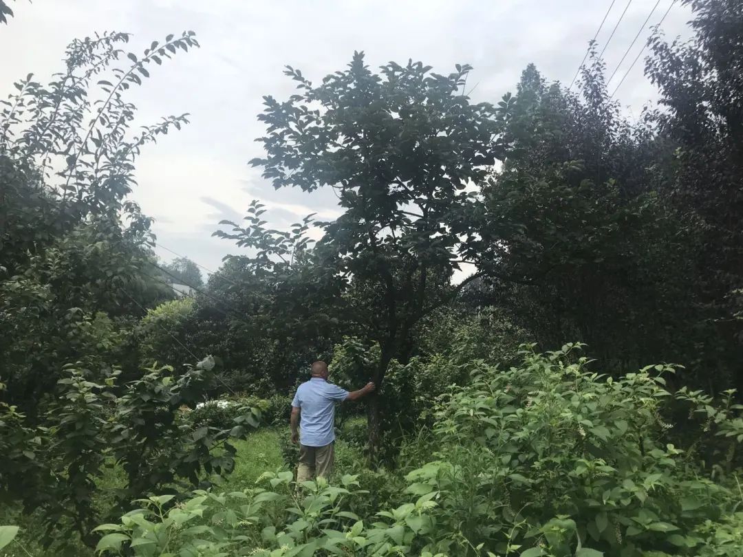 保亿湖风雅园合院杭州,探索杭州豪宅