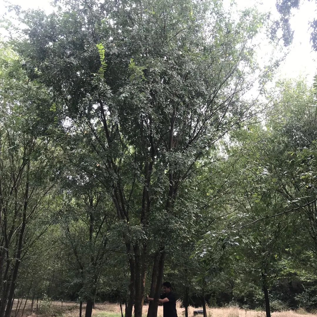 保亿湖风雅园合院杭州,探索杭州豪宅