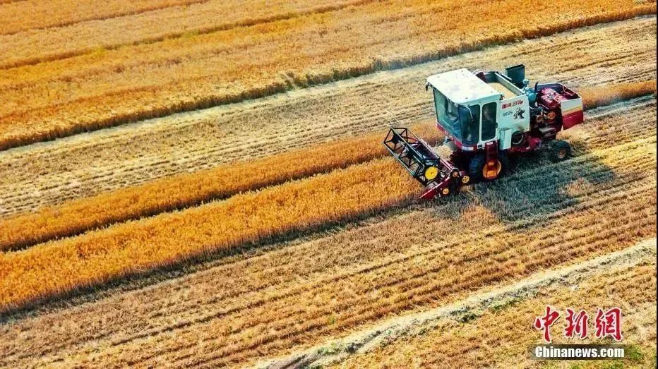 种下希望芒种,芒种忙在当下种下未来下一句