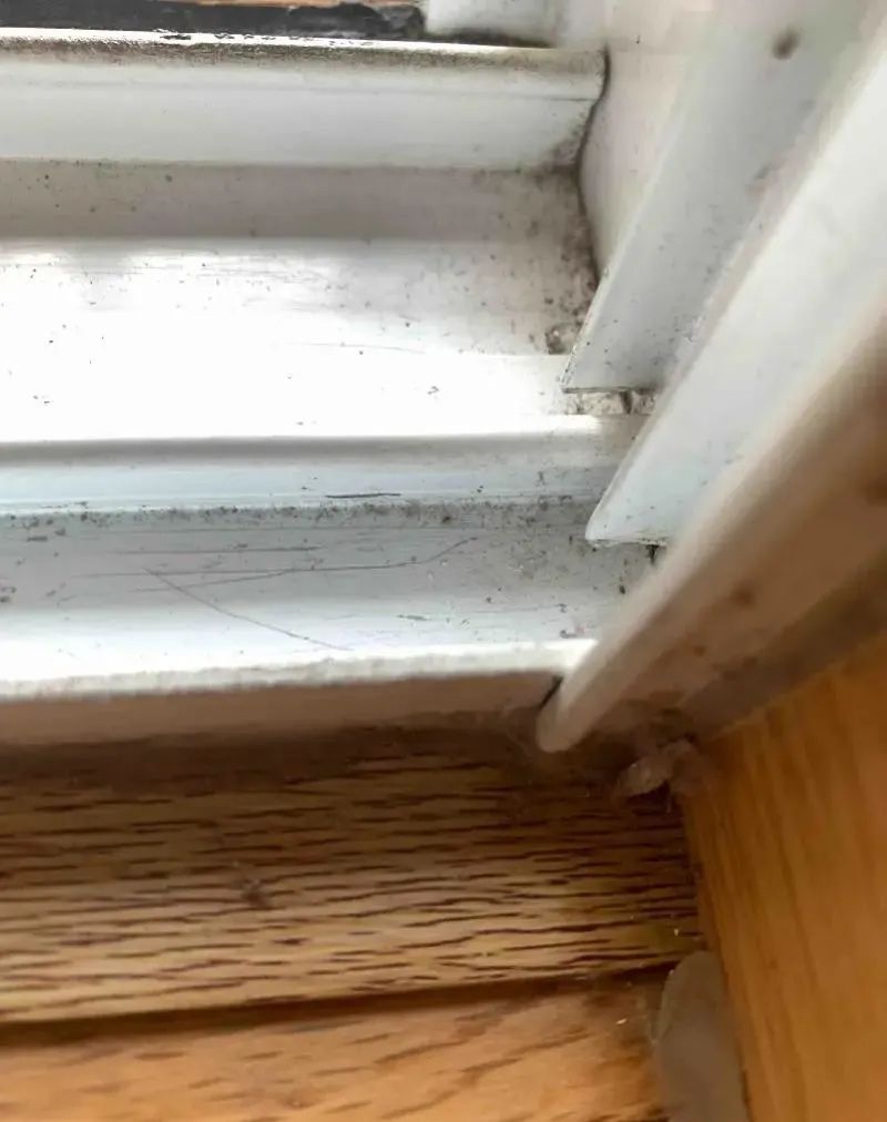 每天在家里抓10多只虫,每天在家里抓10只虫子