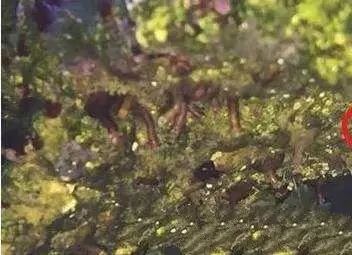 活石掉的粉末有害吗,活石里面虫子会寄生小鱼吗