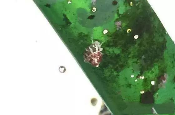 活石掉的粉末有害吗,活石里面虫子会寄生小鱼吗