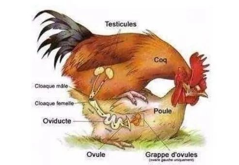 100条真实的冷知识,有哪些非常冷门的冷知识