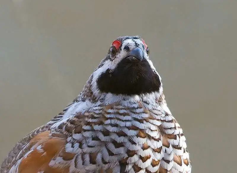 为什么飞龙不是恐龙,飞龙不是蜈蚣吗