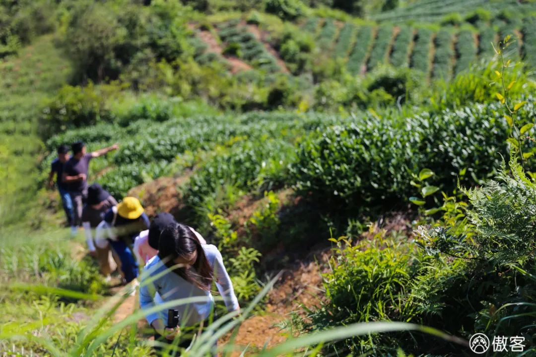 安溪下午茶小吃有哪些店,安溪三级铁观音好喝吗