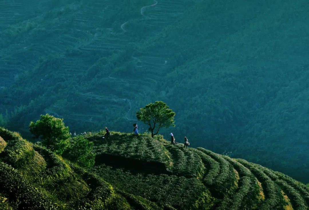 安溪下午茶小吃有哪些店,安溪三级铁观音好喝吗
