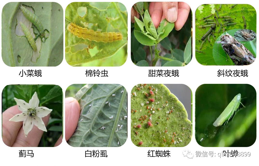 千卫®-S：专利技术，虫卵双杀，药效持久，连续使用无抗性，安全又环保