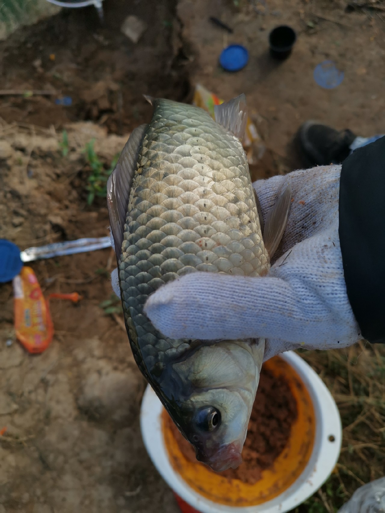 小浪底钓鱼上鱼瞬间,小浪底船钓大板鲫