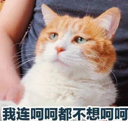 揭开花中黄金藏红花的神秘面纱,揭开黄金神秘面纱