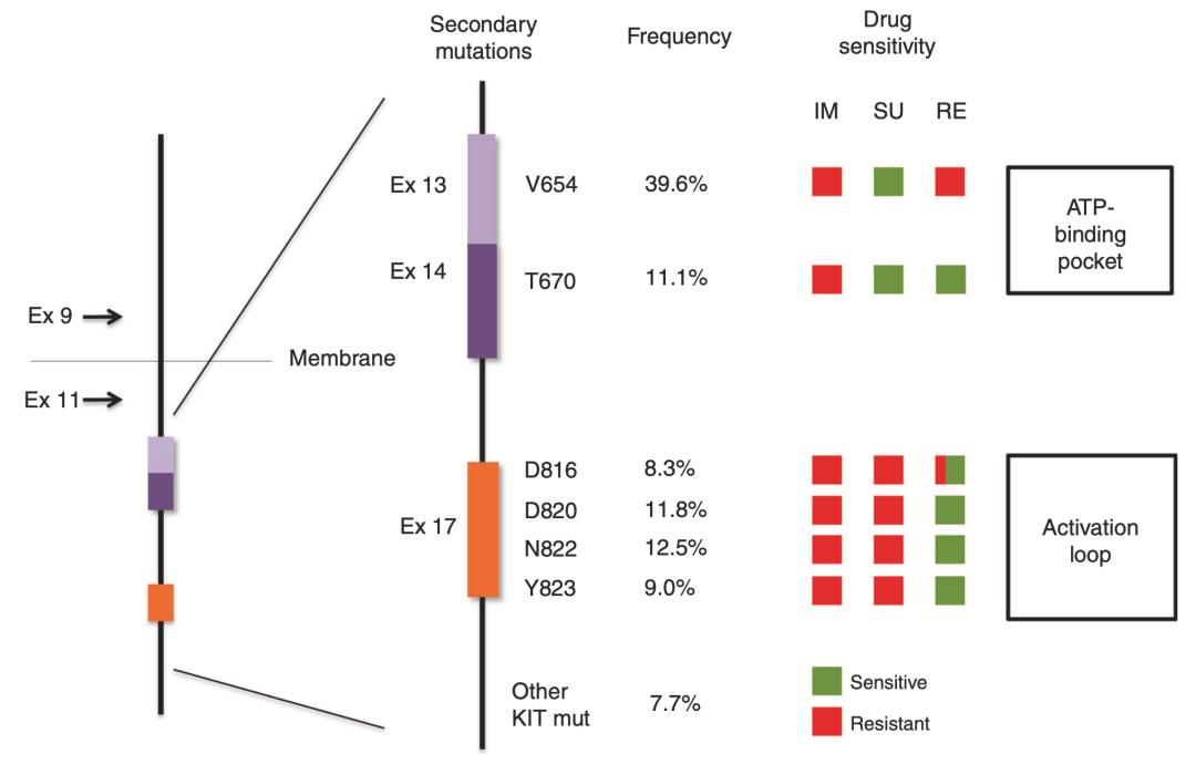 卡死癌细胞的发动机！全球首个广谱KIT*制剂抑**获得FDA批准上市，它杀死癌细胞的方式很特别丨奇点深度