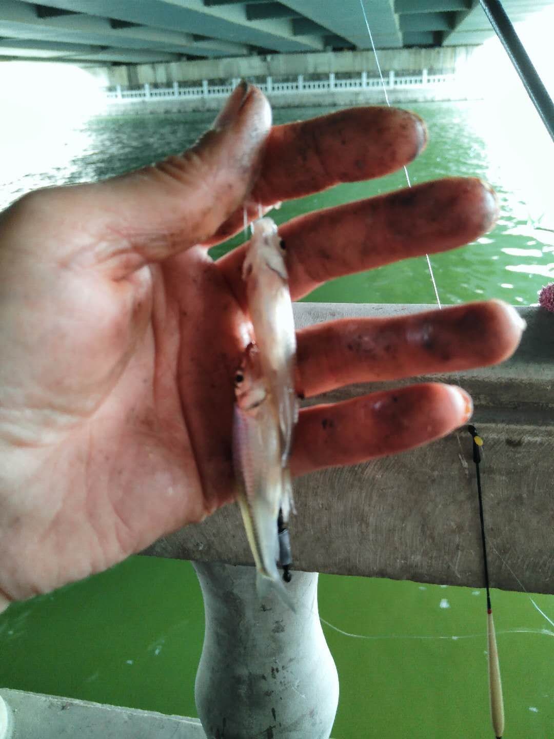 被昆玉河10次双飞吓傻了，难道是饵料惹的祸？