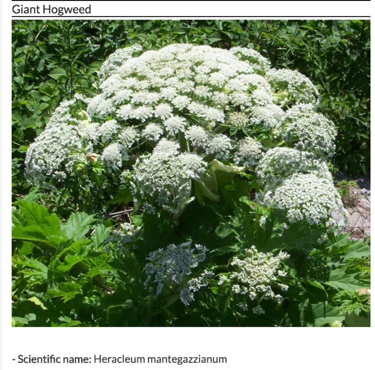 全球最毒的十大毒动物,加拿大最可怕的蛇