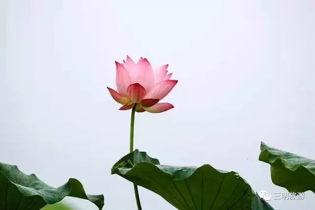 在三明夏天去哪玩,三明荷花最佳观赏地