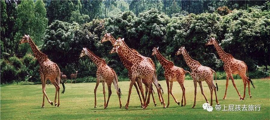 去珠海长隆海洋世界住哪个酒店好,长隆有必要住里面的酒店吗