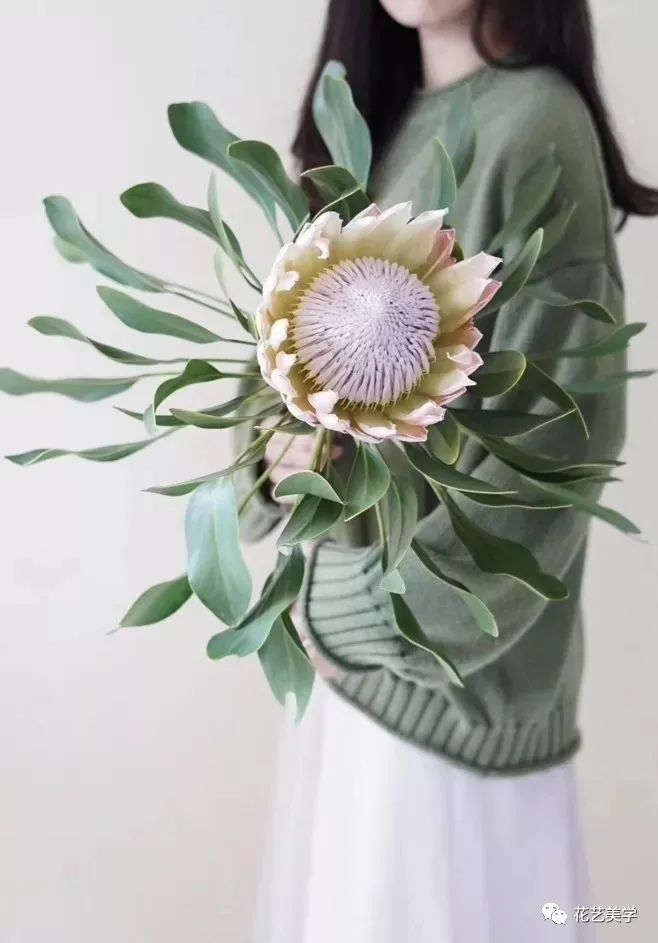 节日丨父亲节，除了向日葵还能送啥花