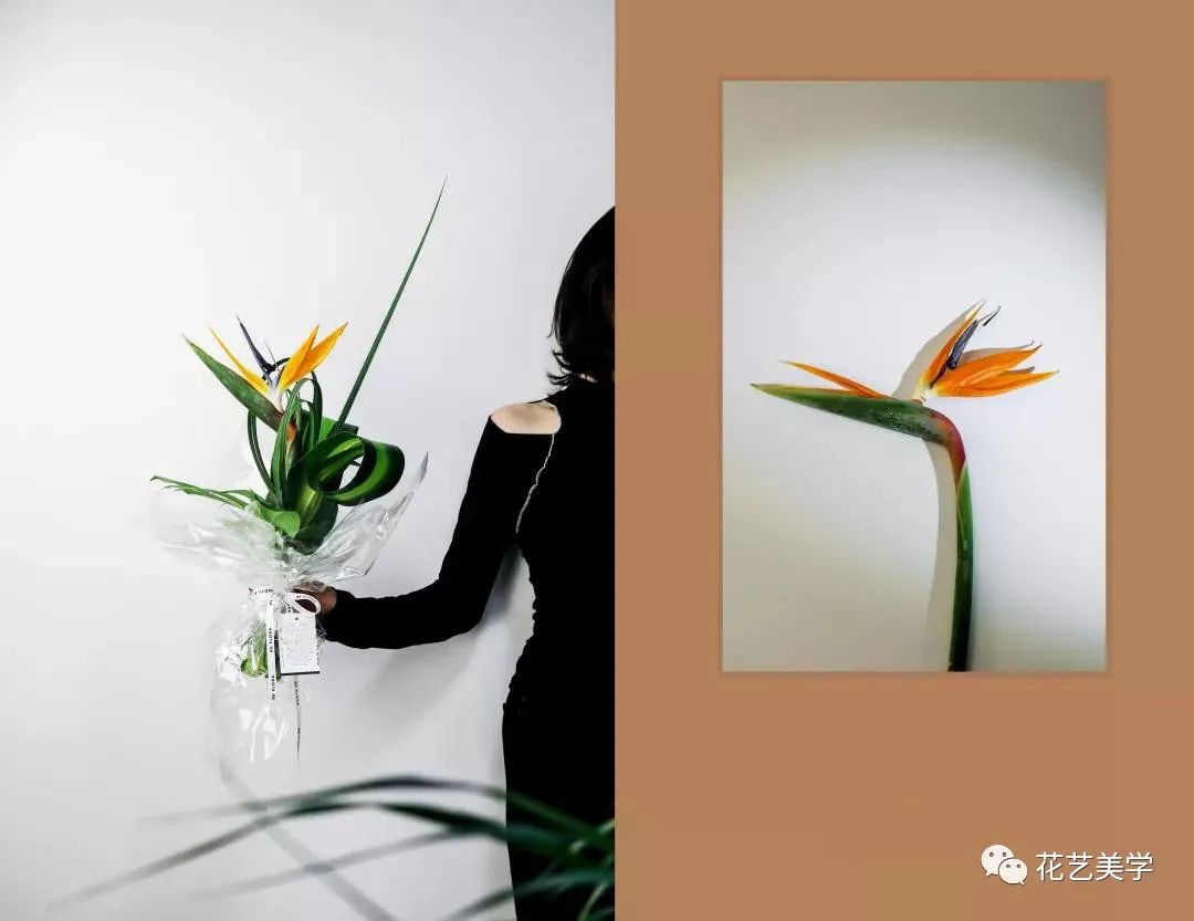 节日丨父亲节，除了向日葵还能送啥花