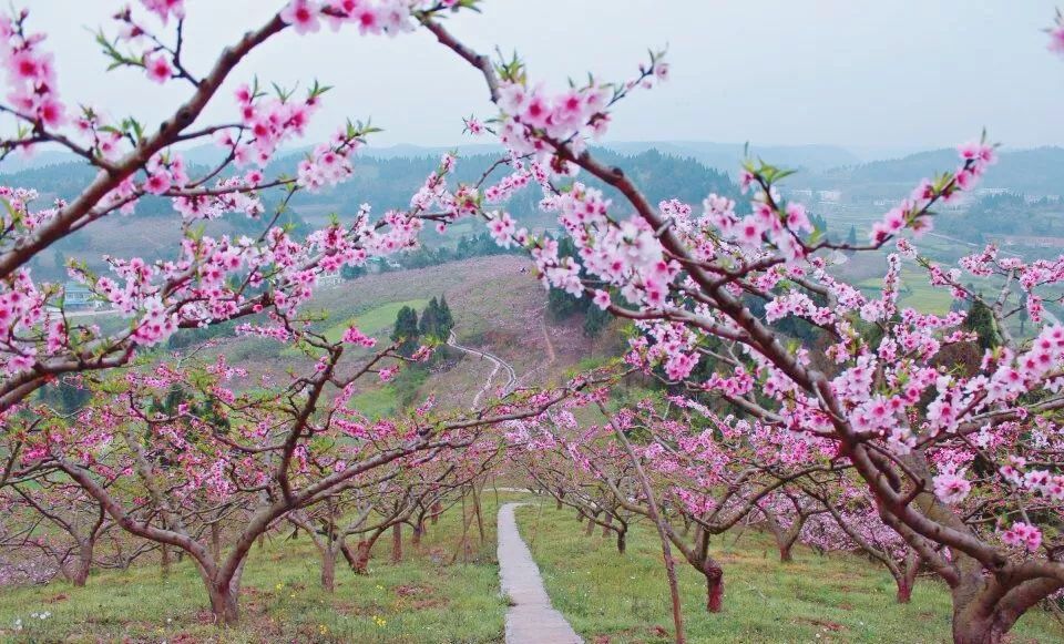 多彩新区|贵平，在那桃花盛开的地方！