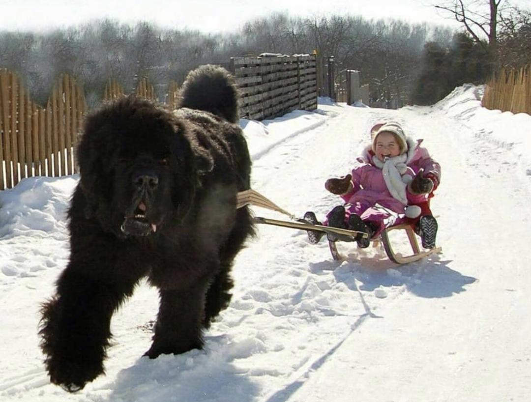 盘点二十种忠爱满世界的萌犬,可爱治愈系萌犬