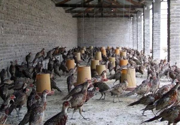 农村养殖什么最赚钱鸡鸭猪羊,在农村种植或养殖什么比较赚钱