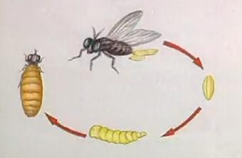 病媒生物预防控制工作灭四害方案,病媒生物防治中的四害
