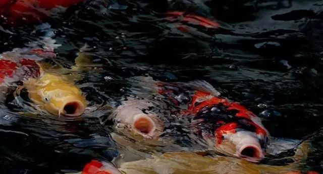 锦鲤鱼立鳞加温有用吗,锦鲤立鳞怎么回事