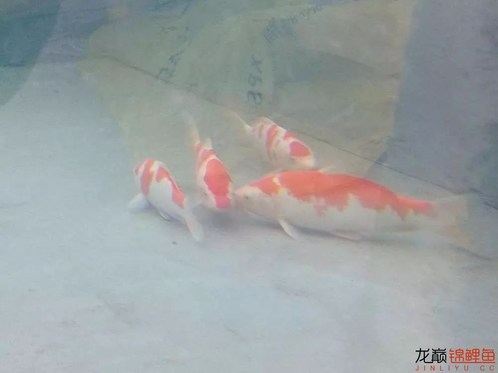 锦鲤池建造施工过程,楼顶怎么施工建锦鲤池