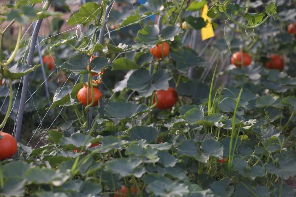 周末去哪儿⑭|万市的漂流，场口的瓜，胥口桃源避暑行……麻烦给我的爱人来一份“夏日清凉”！