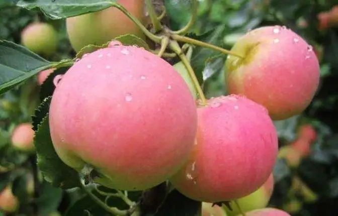 从a到z的英语歌,从a到z女声版